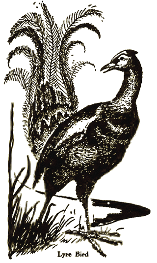 Illustration