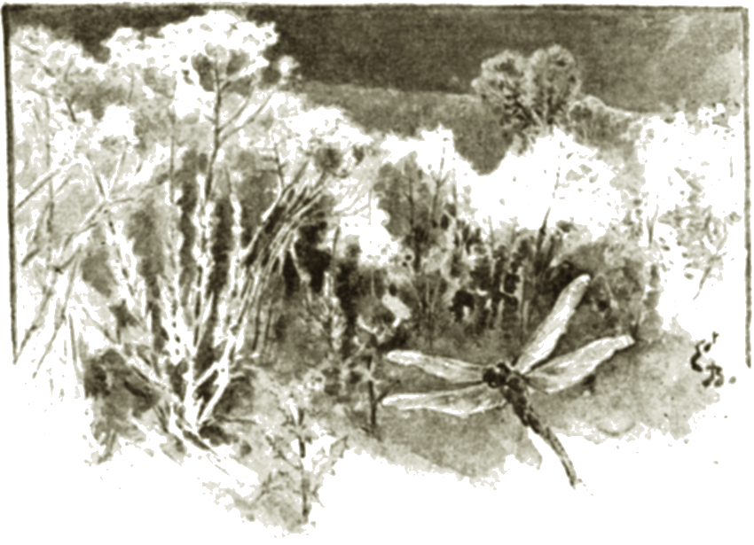Illustration