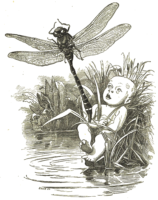Illustration