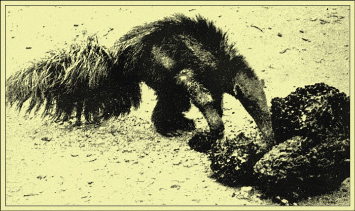 The Ant-bear Enjoys a Red-hot Supper of Ants