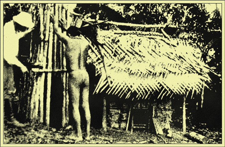 A Self-baiting Jaguar-trap Alluringly Close to the Chicken-coop
